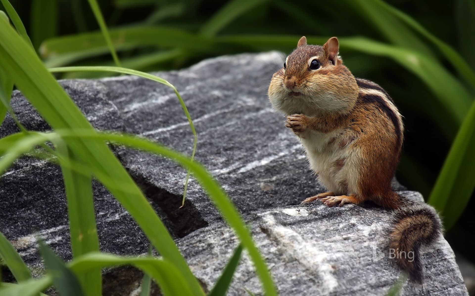 Bing Wallpaper: Chipmunk storing food in its cheeks