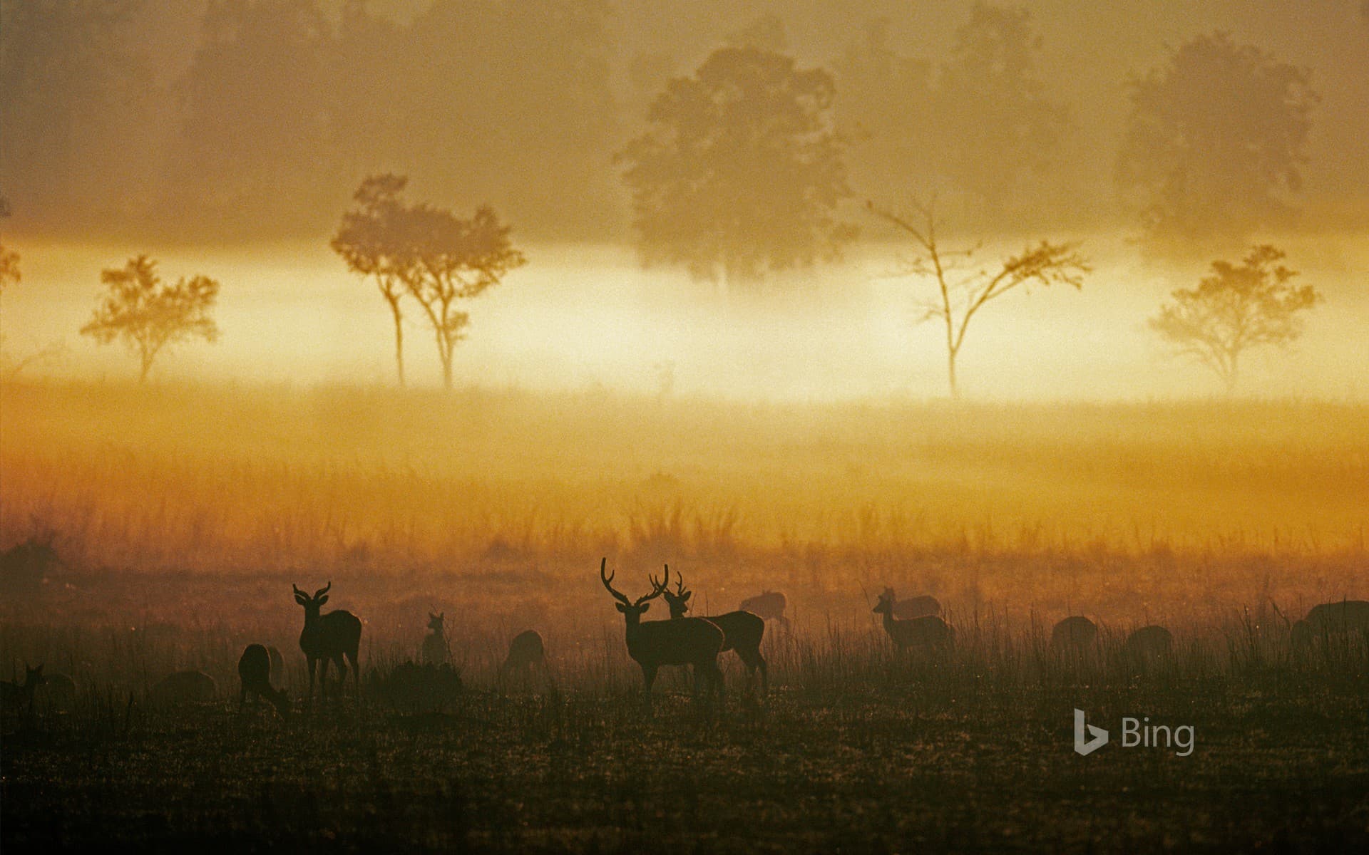 Bing Wallpaper: Chital (spotted deer), Kanha National Park, Madhya Pradesh, India