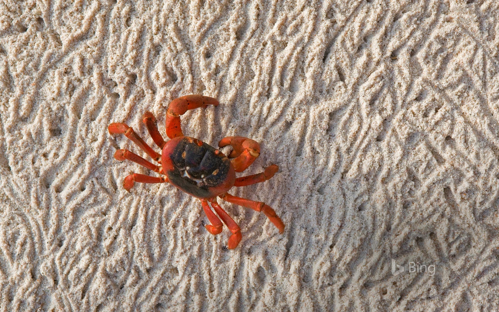 Bing Wallpaper: A Christmas Island red crab during its migration