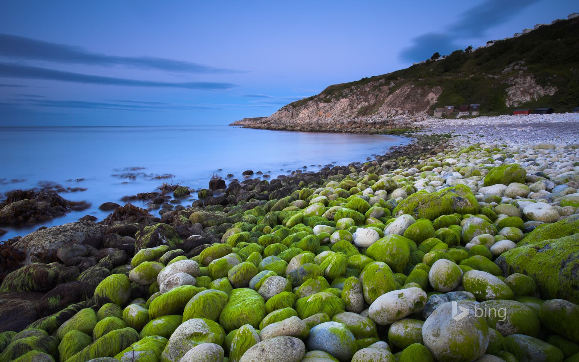 Bing Wallpaper: Algae-covered pebbles at Church Ope Cove, Dorset, England