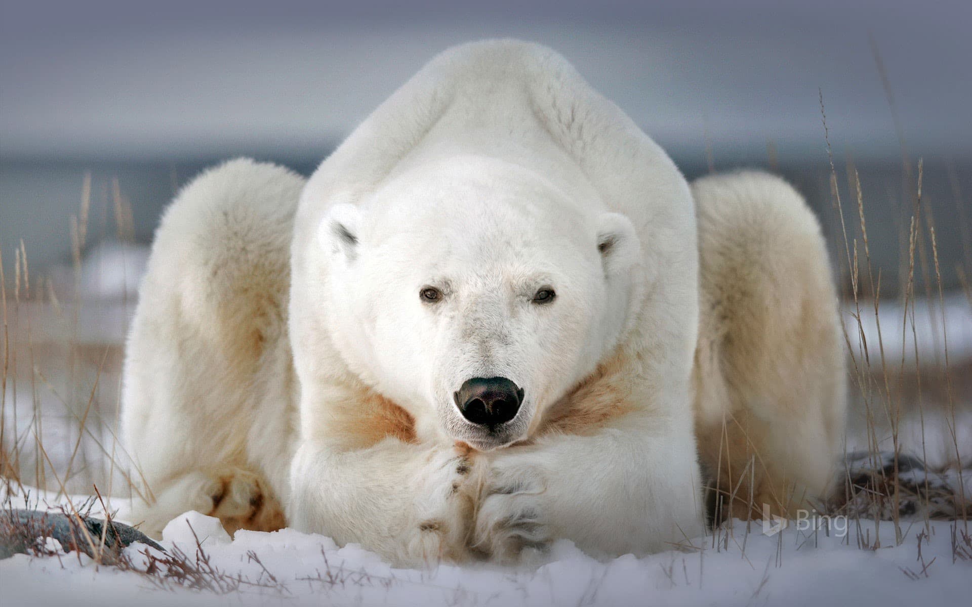 Bing Wallpaper: A polar bear near Churchill, Manitoba, Canada