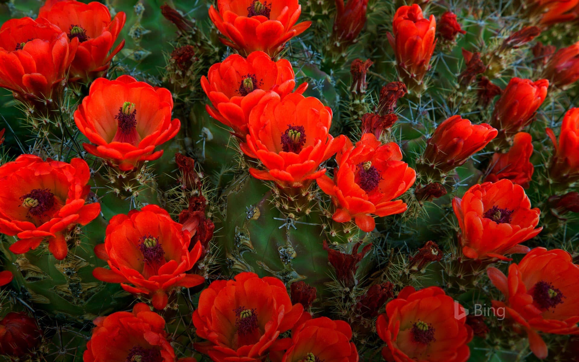 Bing Wallpaper: Claret cup cactus, Guadalupe Mountains National Park, Texas