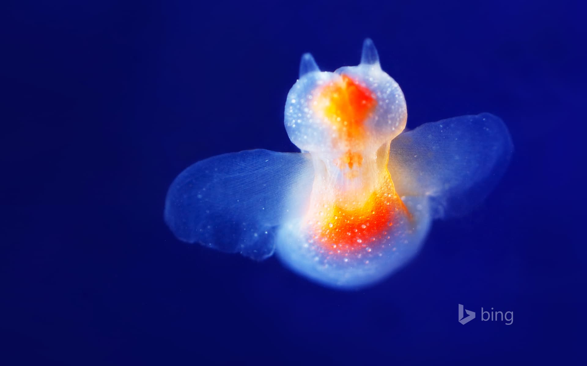 Bing Wallpaper: Clione