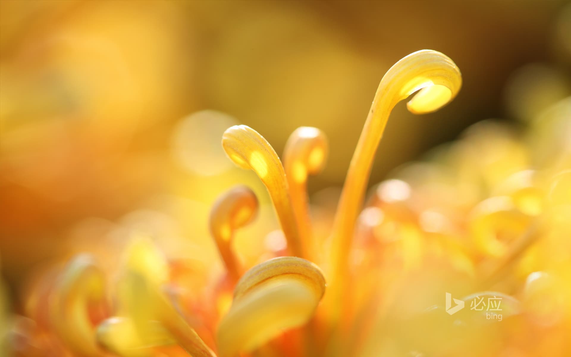 Bing Wallpaper: Chrysanthemum closeup