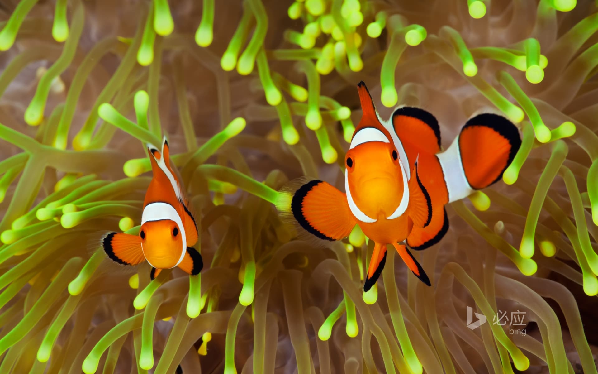 Bing Wallpaper: Clownfish, Bali, Indonesia