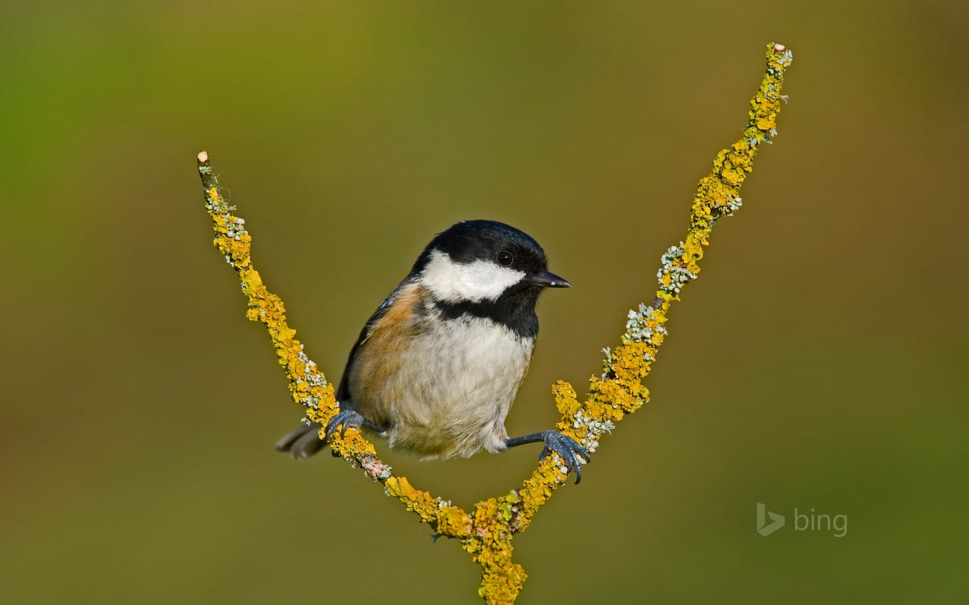 Bing Wallpaper: A coal tit taking a break