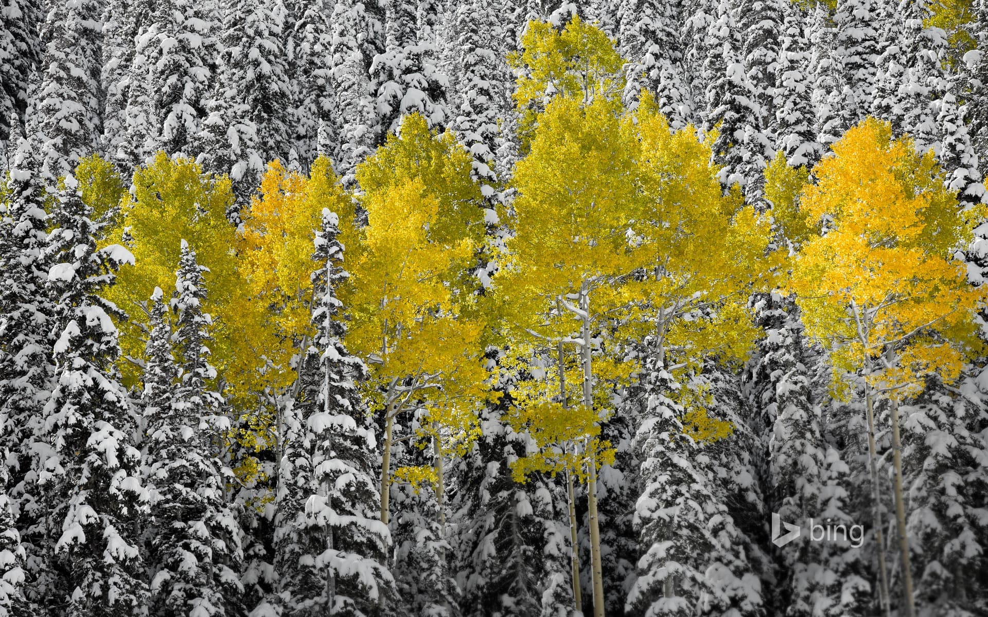 Bing Wallpaper: Aspen trees in autumn foliage, San Juan Mountains near Telluride, Colorado