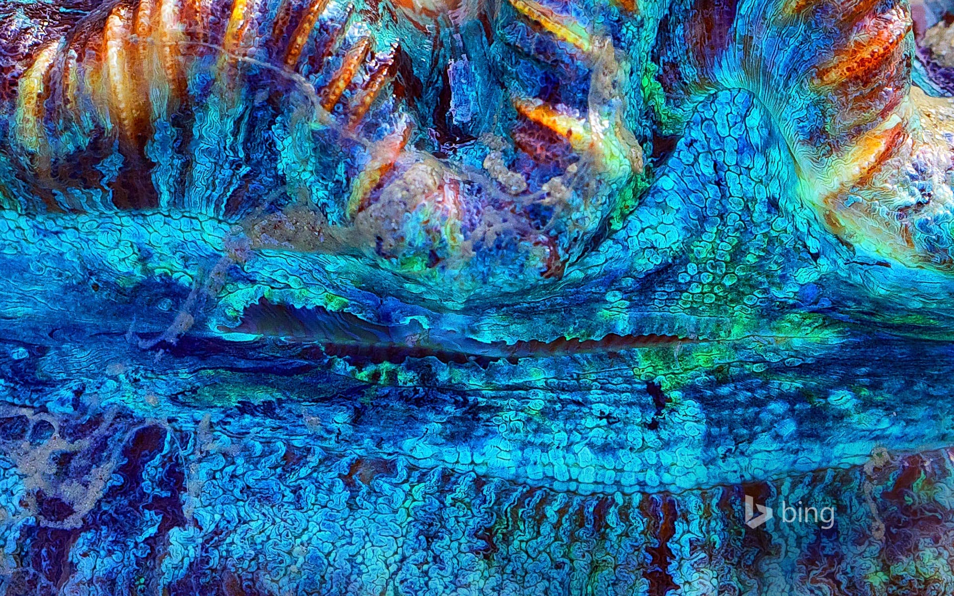 Bing Wallpaper: Close-up detail of a giant clam near the Whitsunday Islands, Australia