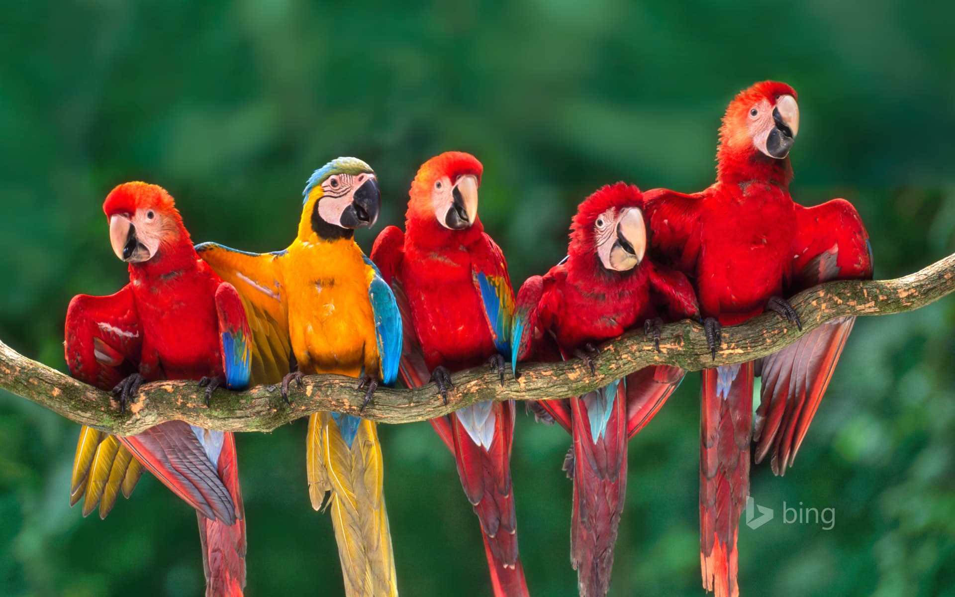 Bing Wallpaper: Macaws, Tambopata National Reserve, Peru