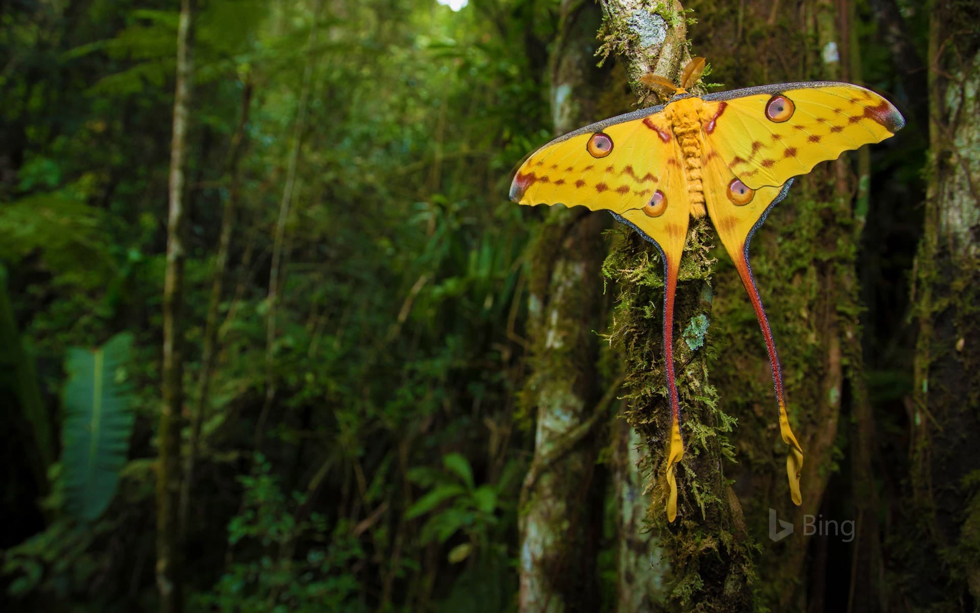 Bing Wallpaper: Comet moth in Ranomafana National Park, Madagascar