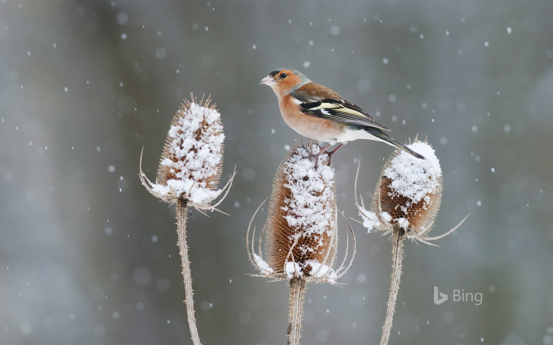 Bing Wallpaper: A chaffinch perched on a snow-covered teasel in Kent, England