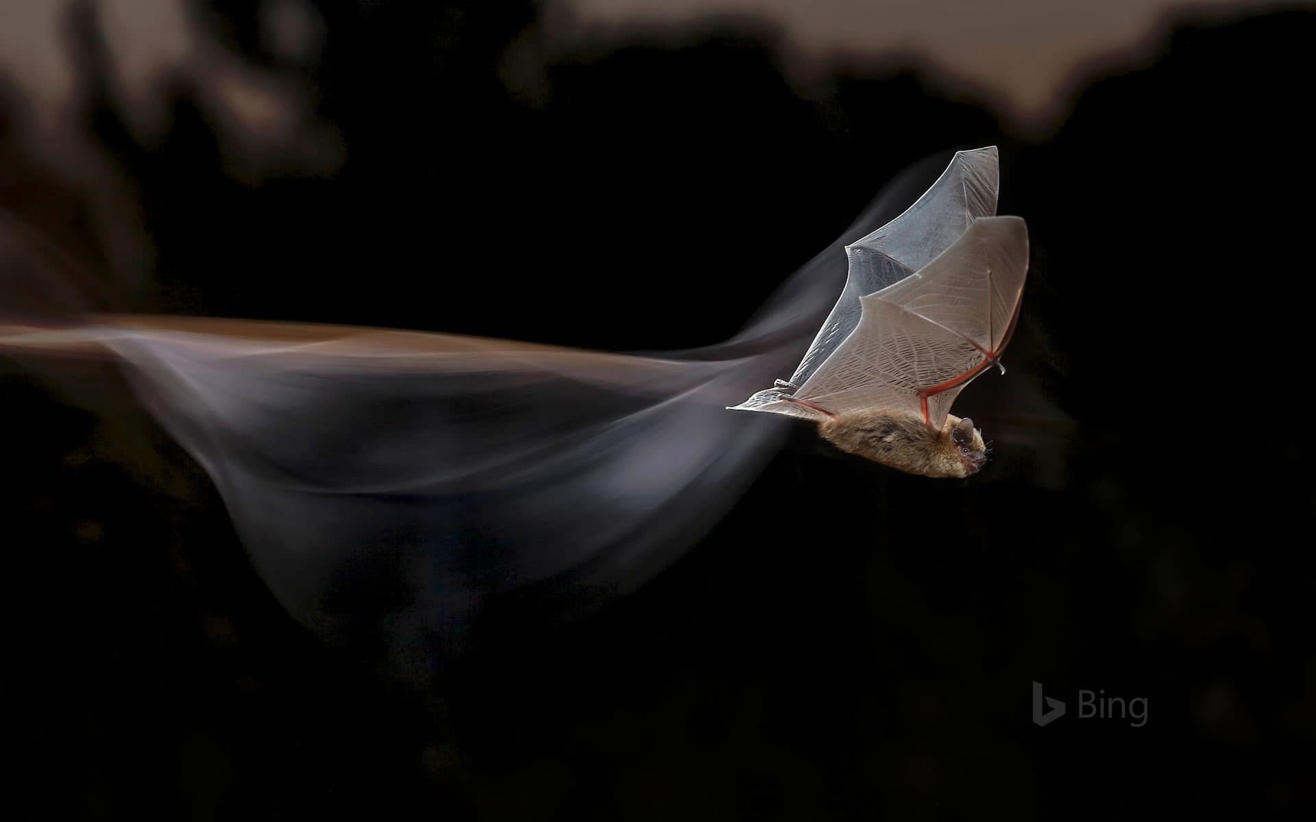 Bing Wallpaper: Common pipistrelle bat for Bat Appreciation Month