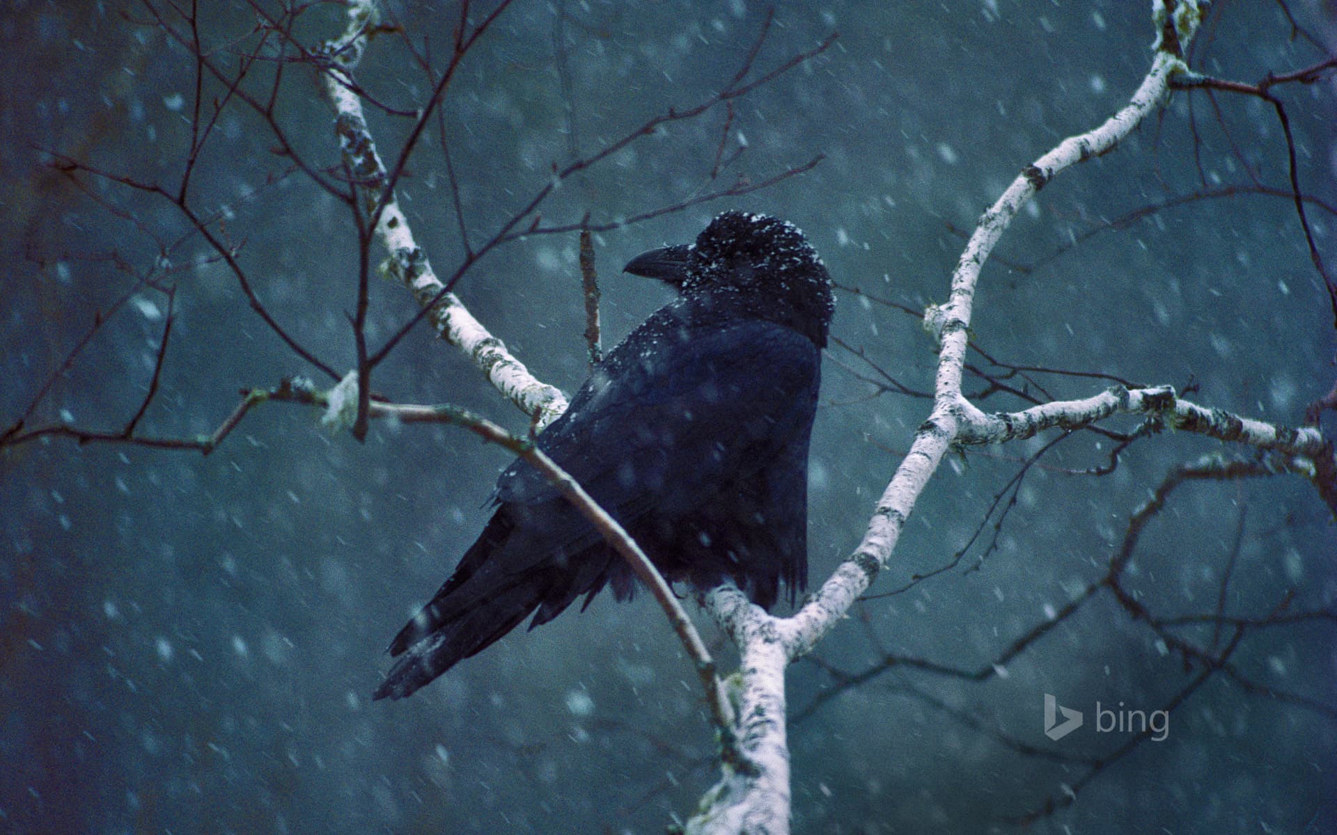 Bing Wallpaper: A common raven
