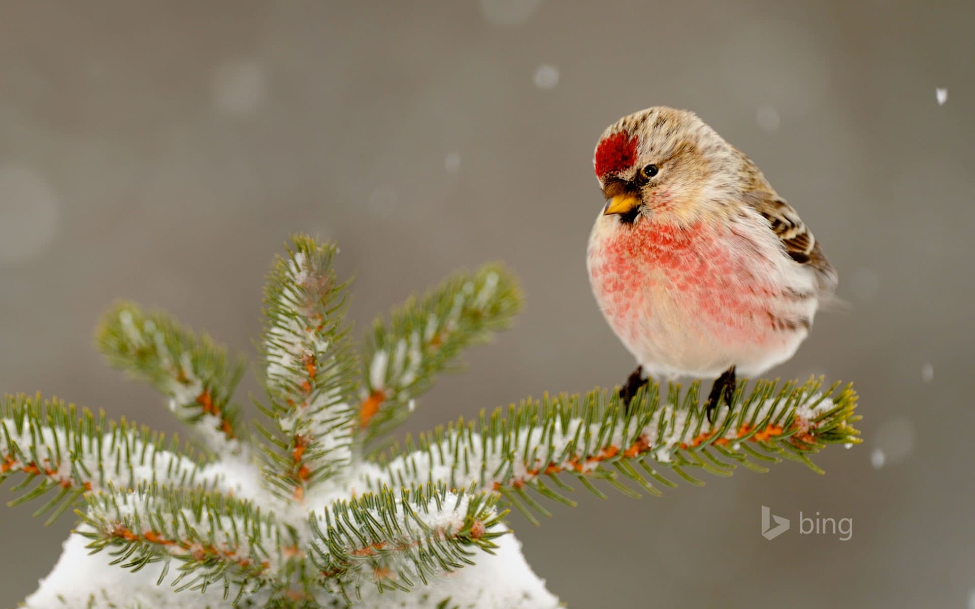 Bing Wallpaper: Common redpoll in Greater Sudbury, Ontario, Canada