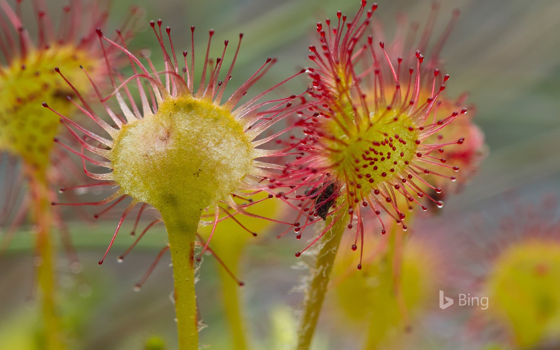 Bing Wallpaper: Common sundew (Drosera rotundifolia)