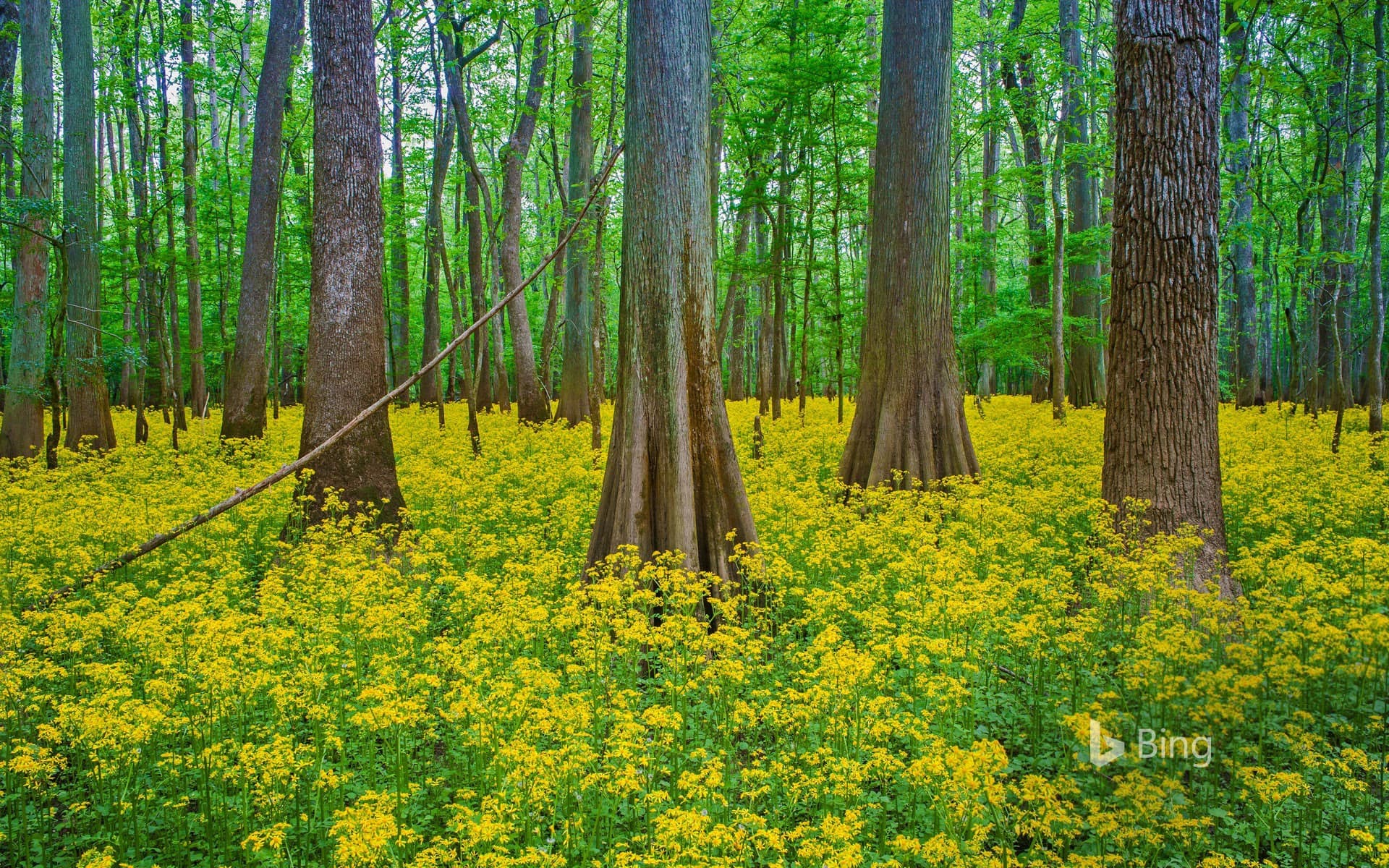 Bing Wallpaper: Blooming butterweed in Congaree National Park, South Carolina