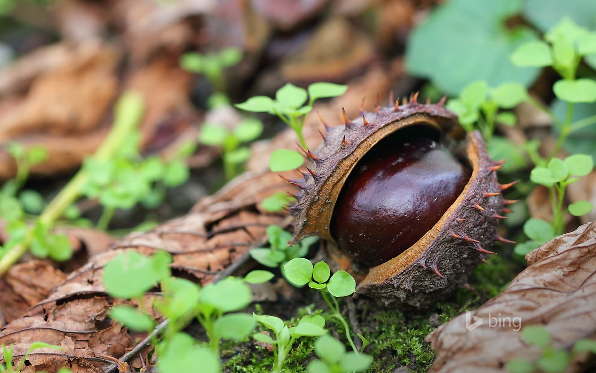 Bing Wallpaper: A conker on dry autumn leaves