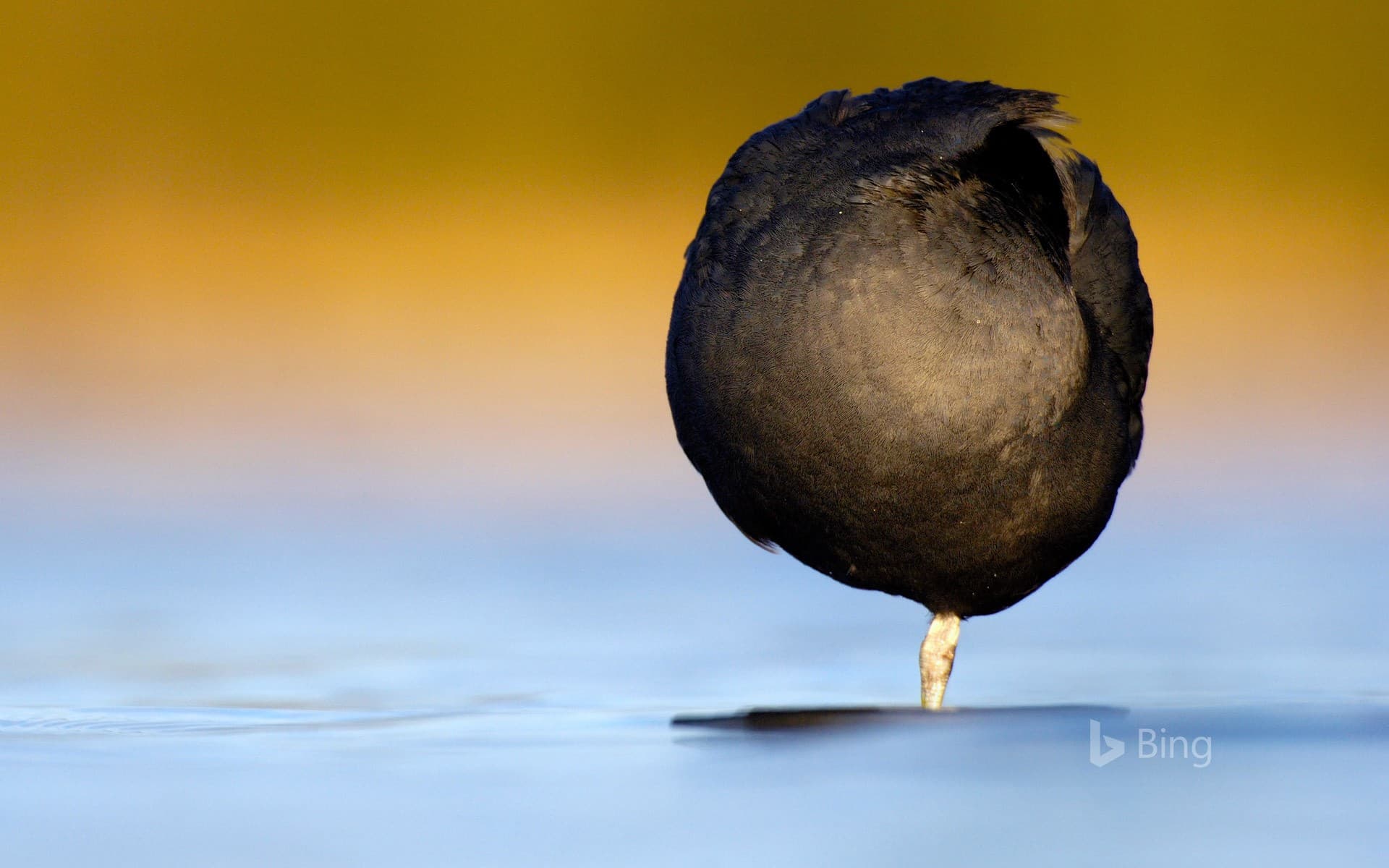 Bing Wallpaper: A Eurasian coot resting on one leg in Derbyshire