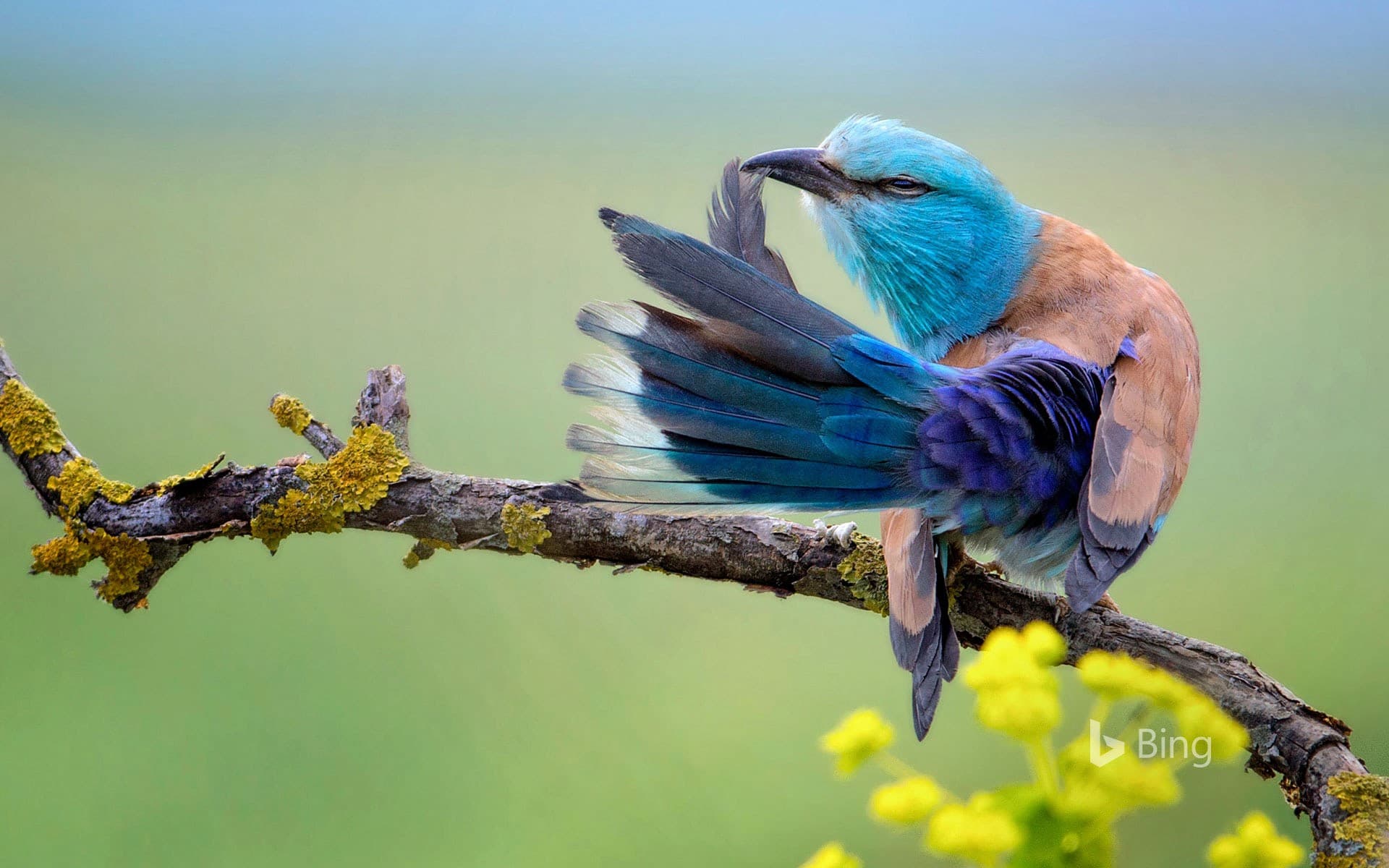 Bing Wallpaper: A European roller preening in Bulgaria