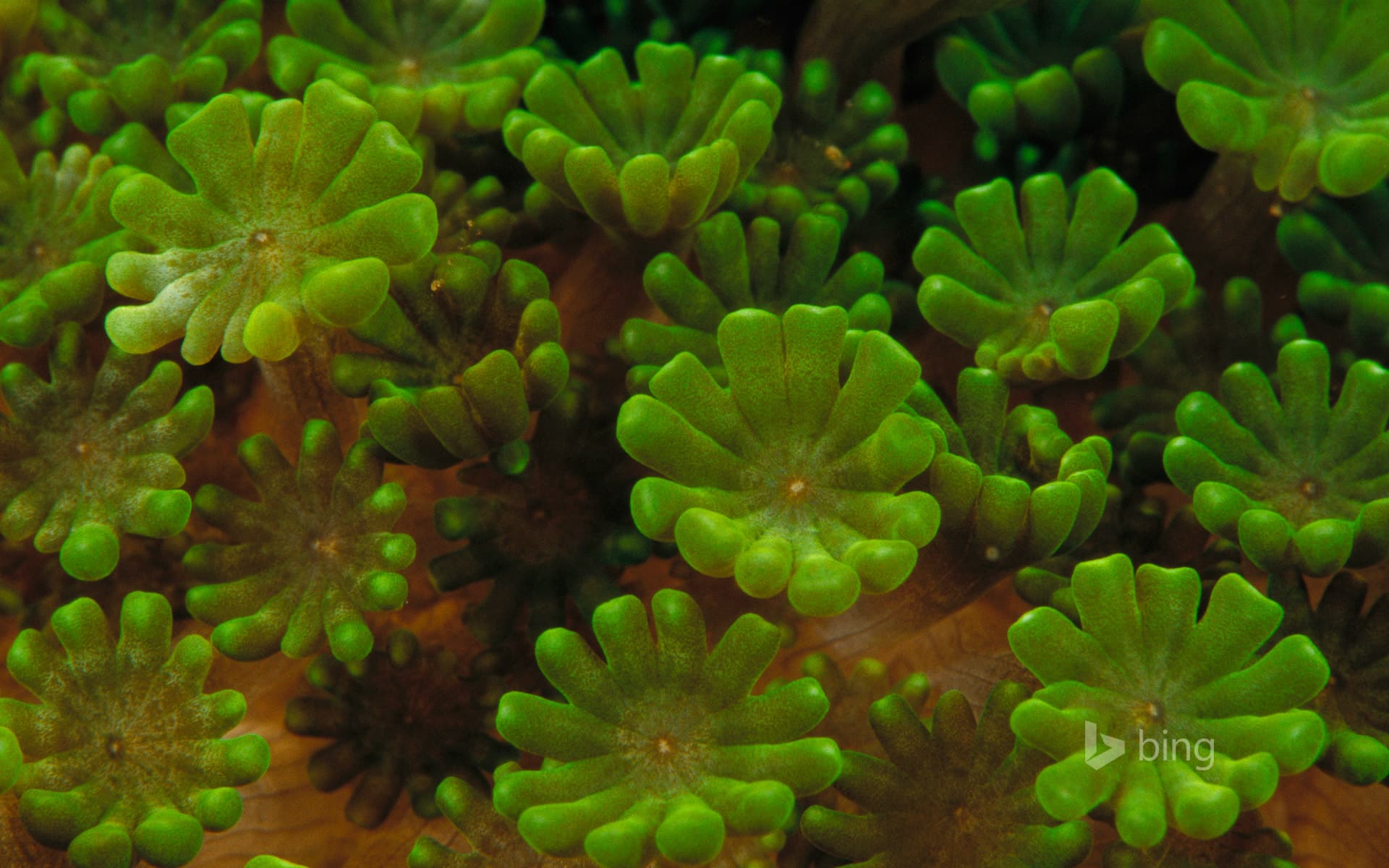 Bing Wallpaper: Coral colony detail, Indonesia