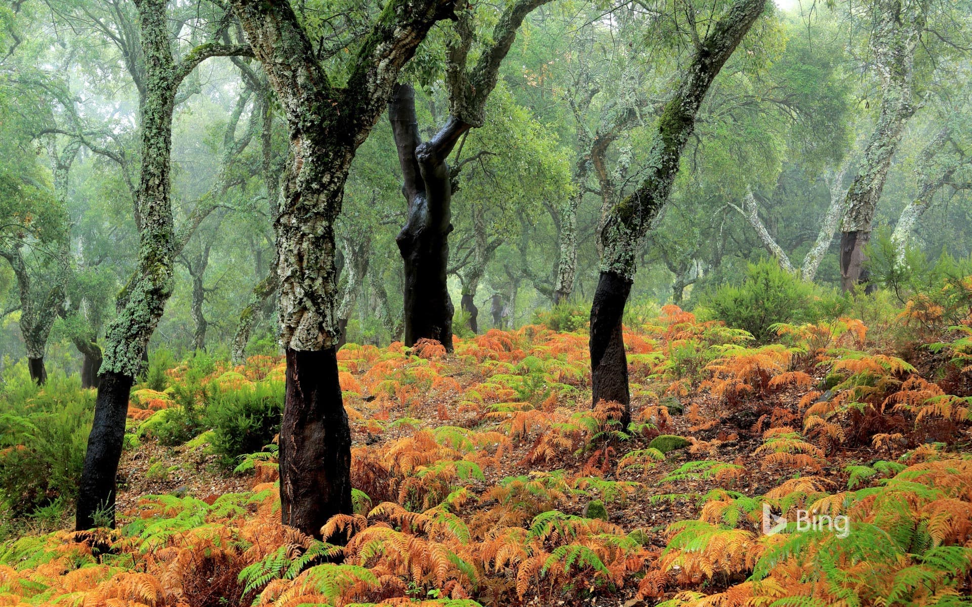 Bing Wallpaper: Cork trees in Los Alcornocales Natural Park, Spain
