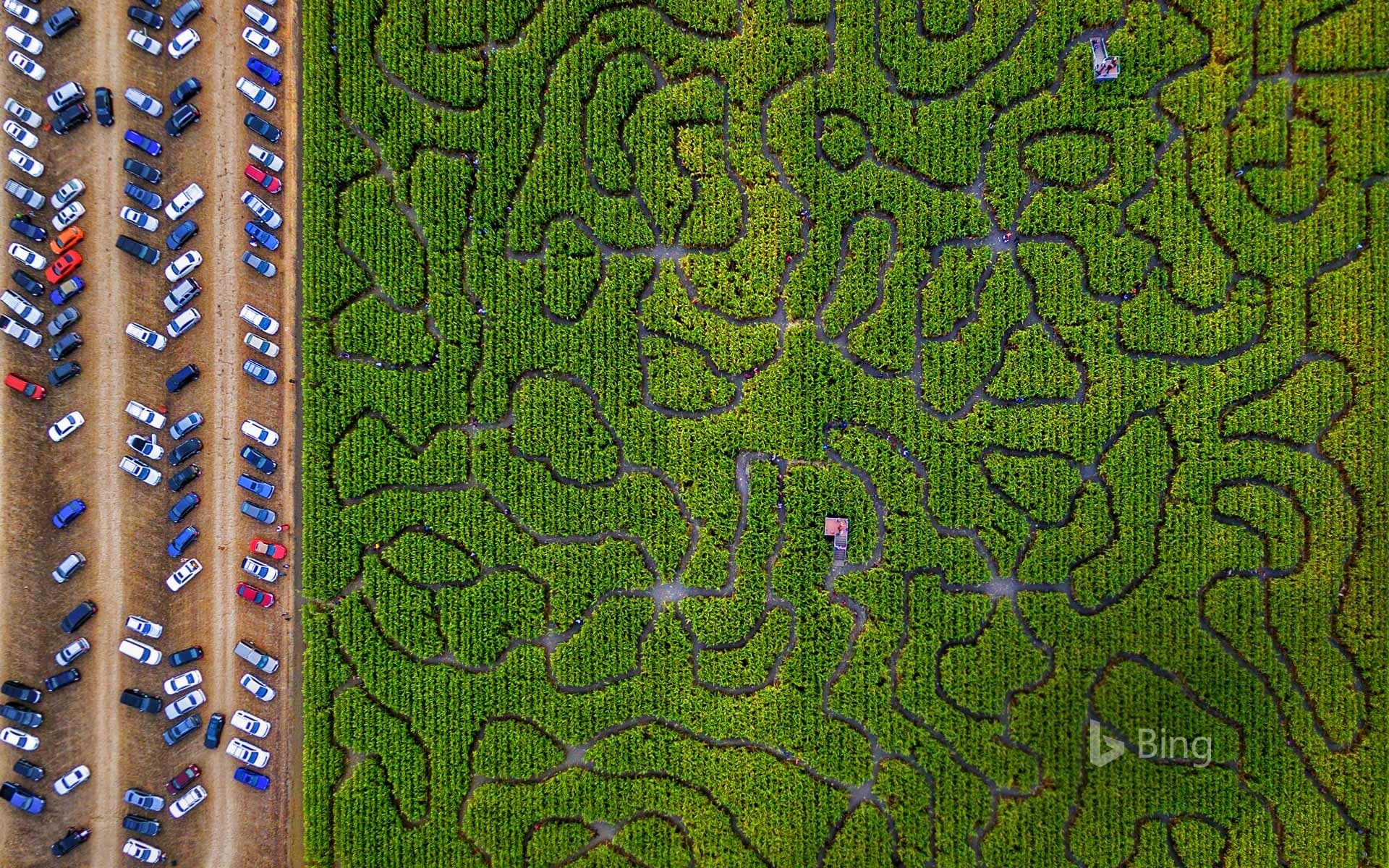 Bing Wallpaper: A corn maze in Petaluma, California