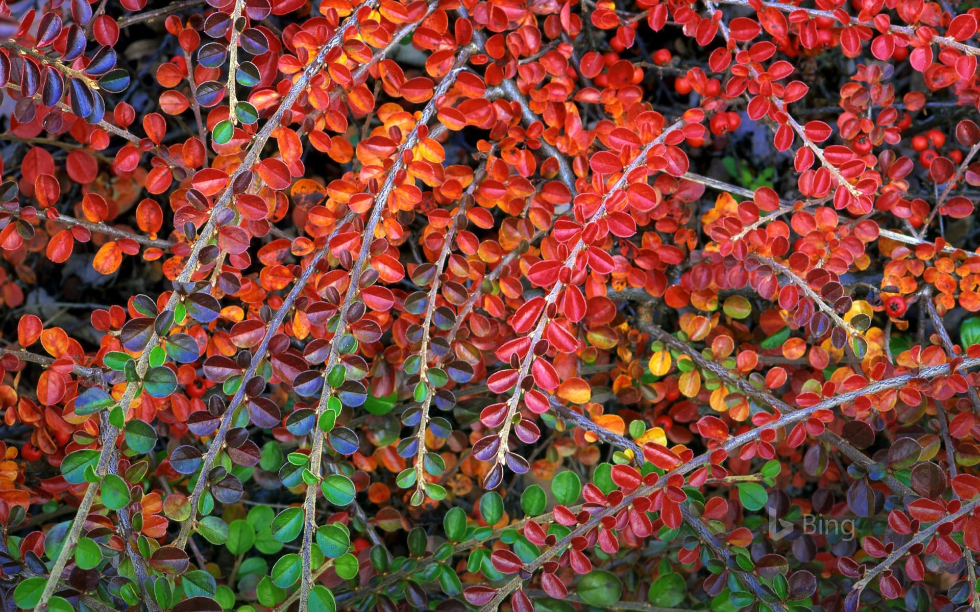 Bing Wallpaper: Fall-colored leaves of cotoneaster plant