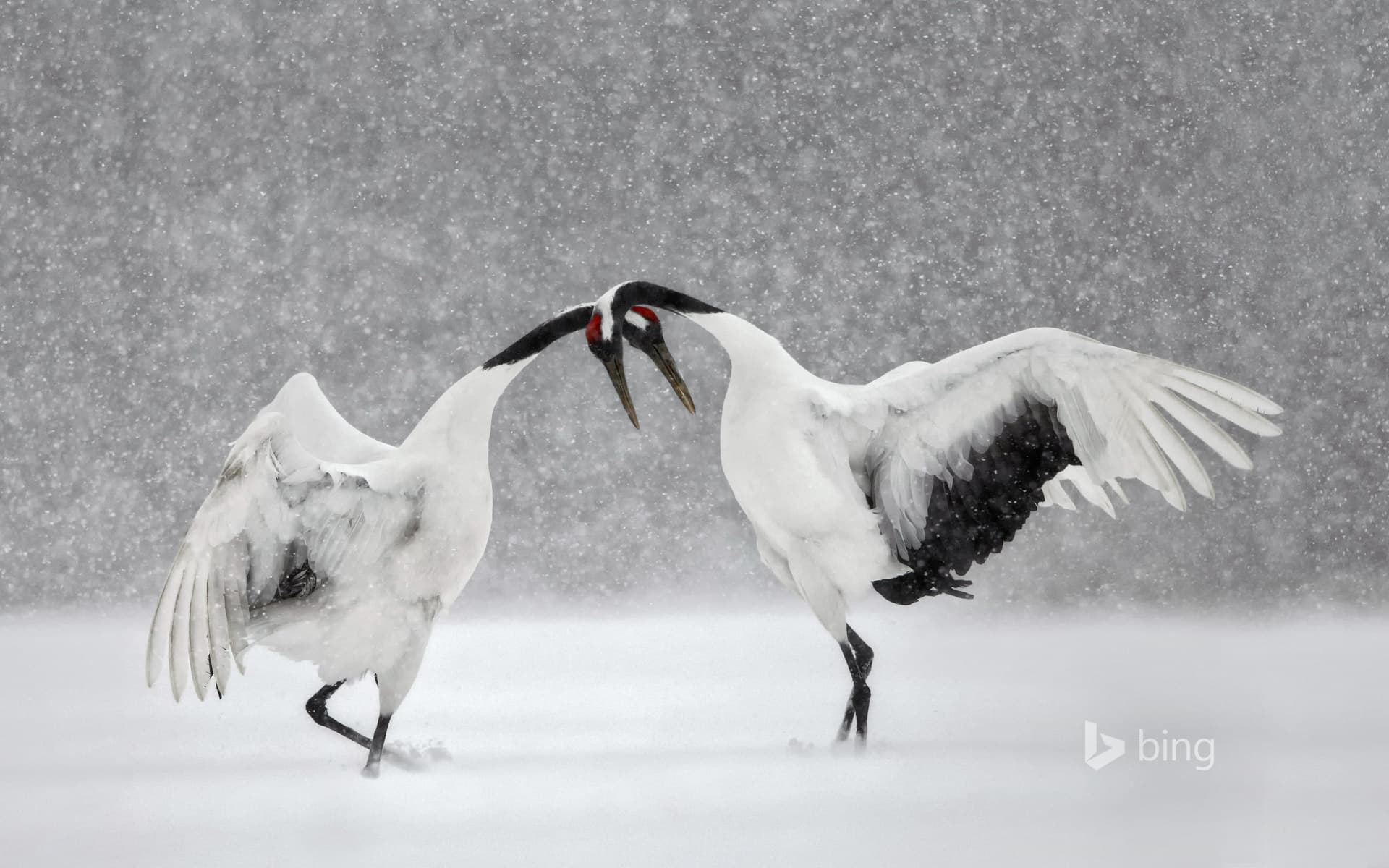 Bing Wallpaper: Red-crowned cranes dance in Hokkaido, Japan