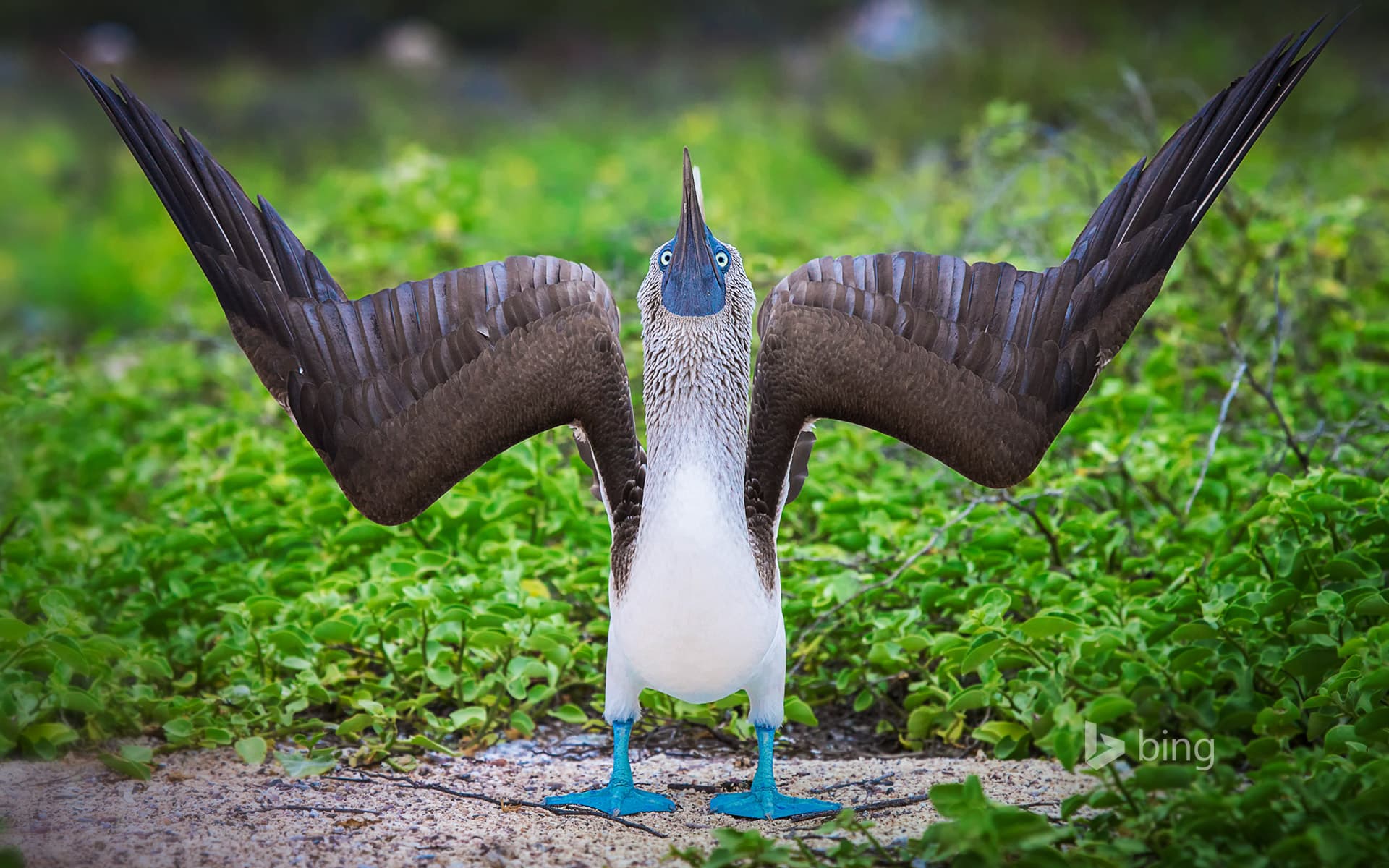 Bing Wallpaper: Blue-footed booby during a courtship display in the Galápagos Islands, Ecuador