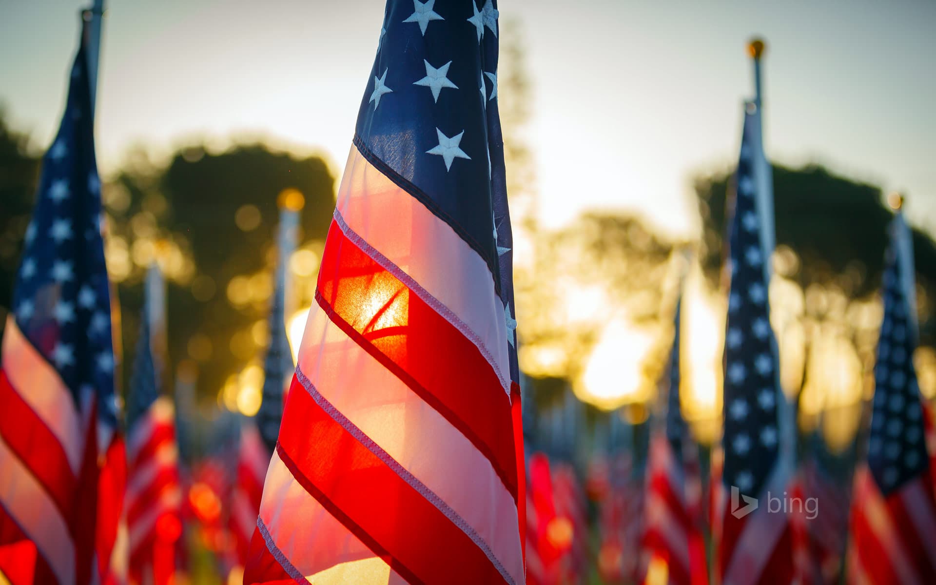 Bing Wallpaper: Covina Rotary Field of Valor, Covina, California