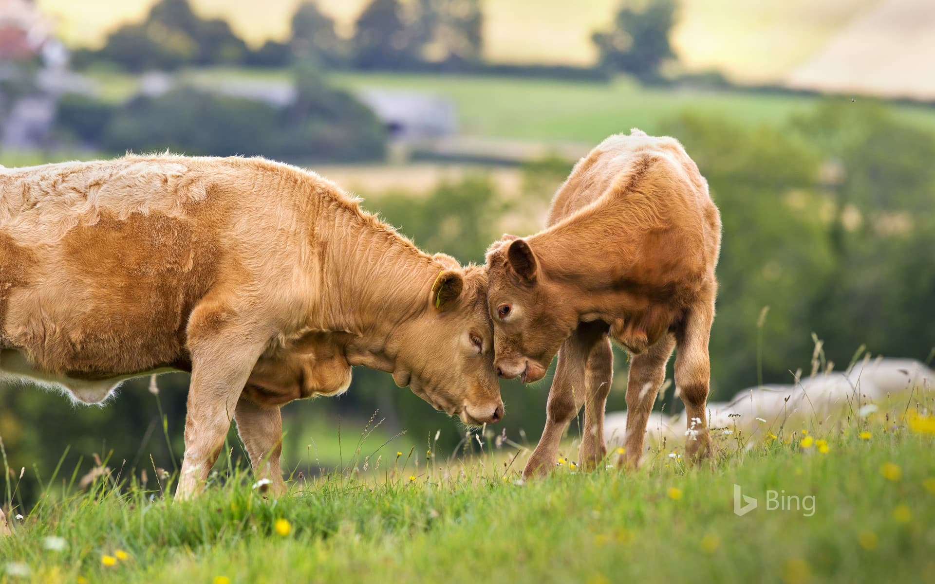 Bing Wallpaper: Cow with calf in a rural field for Mother’s Day