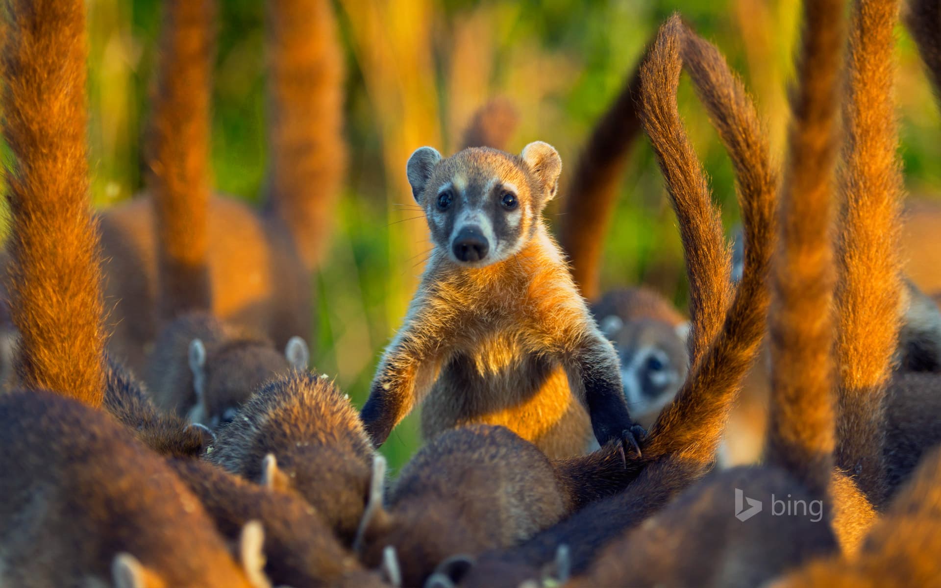 Bing Wallpaper: Cozumel Island coati, Cozumel Island, Mexico