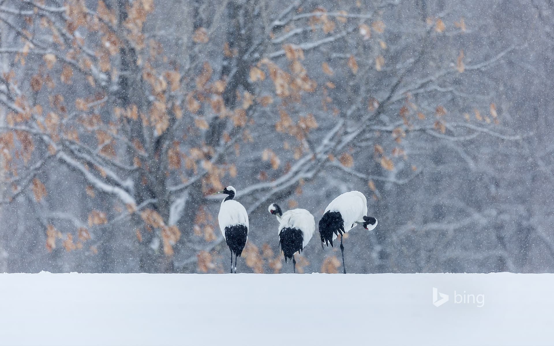 Bing Wallpaper: Red-crowned cranes in snowy landscape