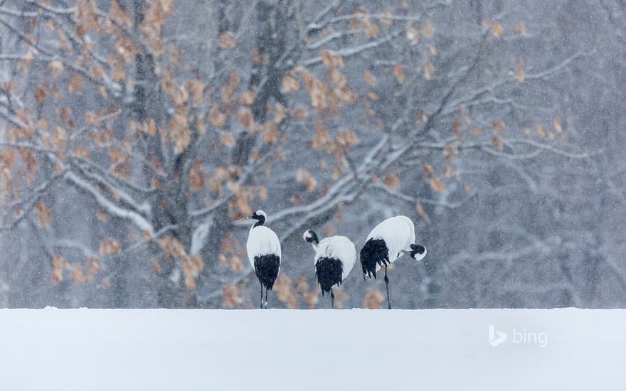 Red-crowned cranes in snowy landscape