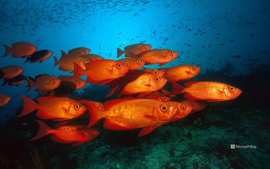 Crescent-tail bigeye fish in the Great Barrier Reef, Australia