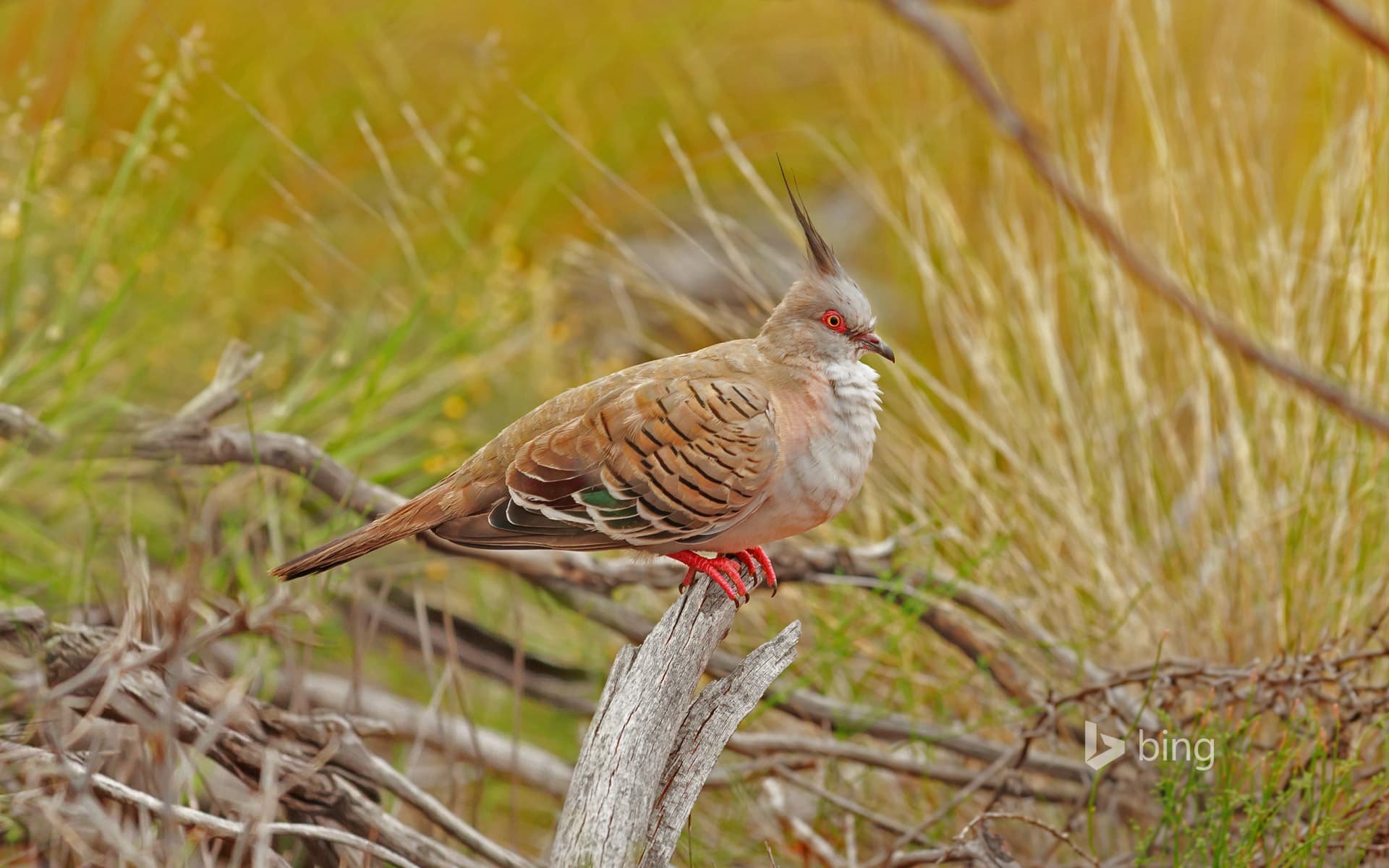 Bing Wallpaper: Crested pigeon in Uluru-Kata Tjuta National Park, Australia
