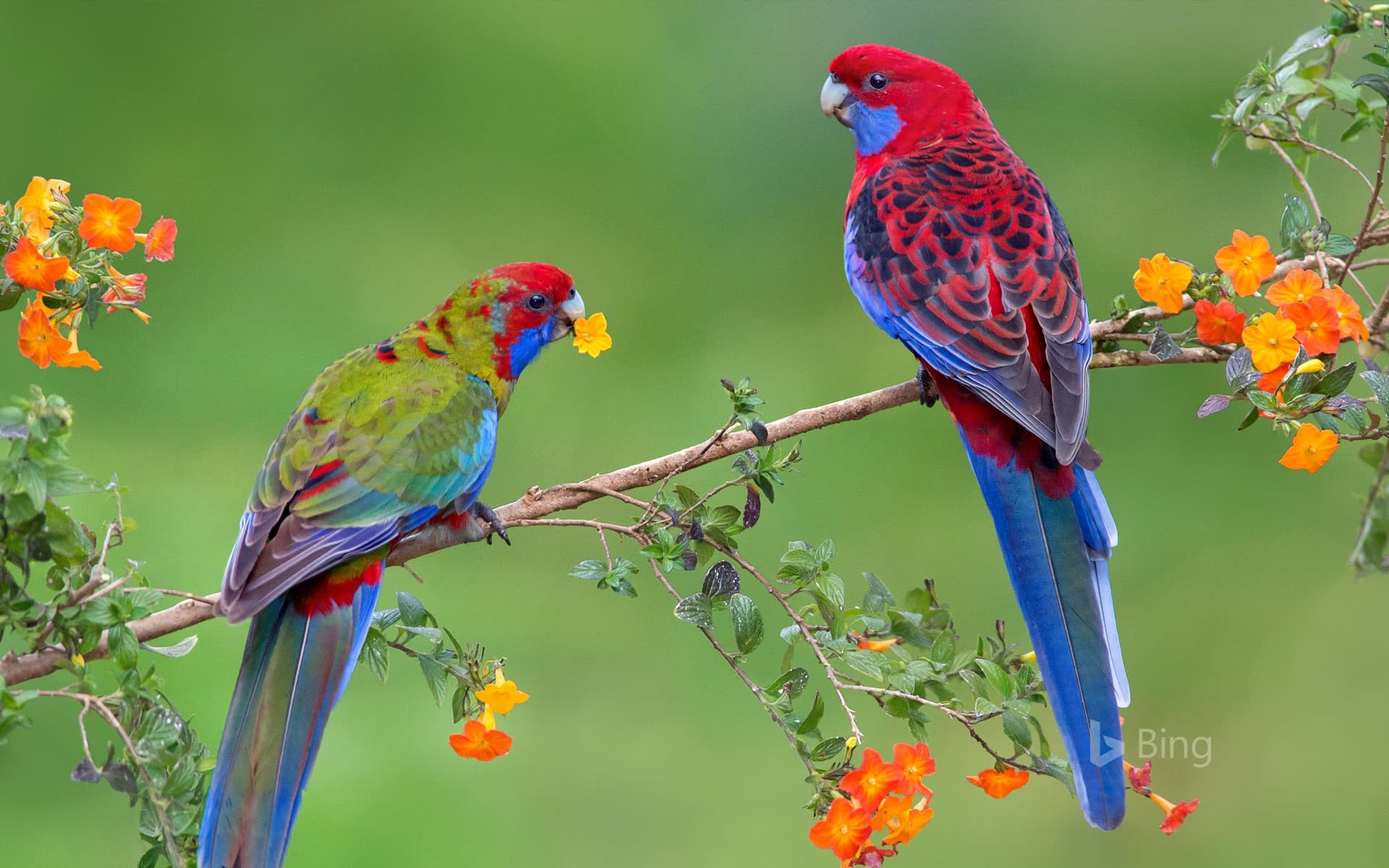 Bing Wallpaper: Crimson rosella with juvenile, Victoria, Australia