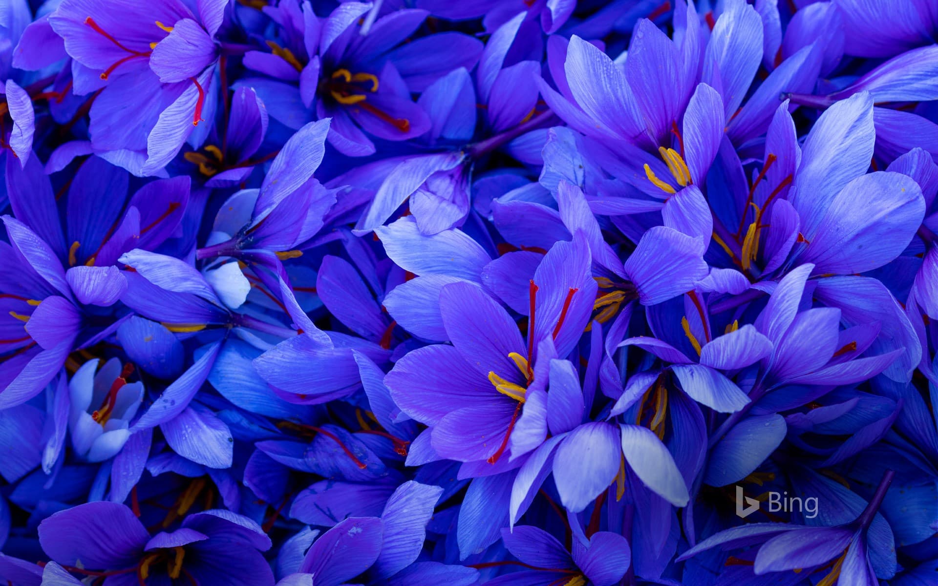 Bing Wallpaper: Saffron flowers in Spain