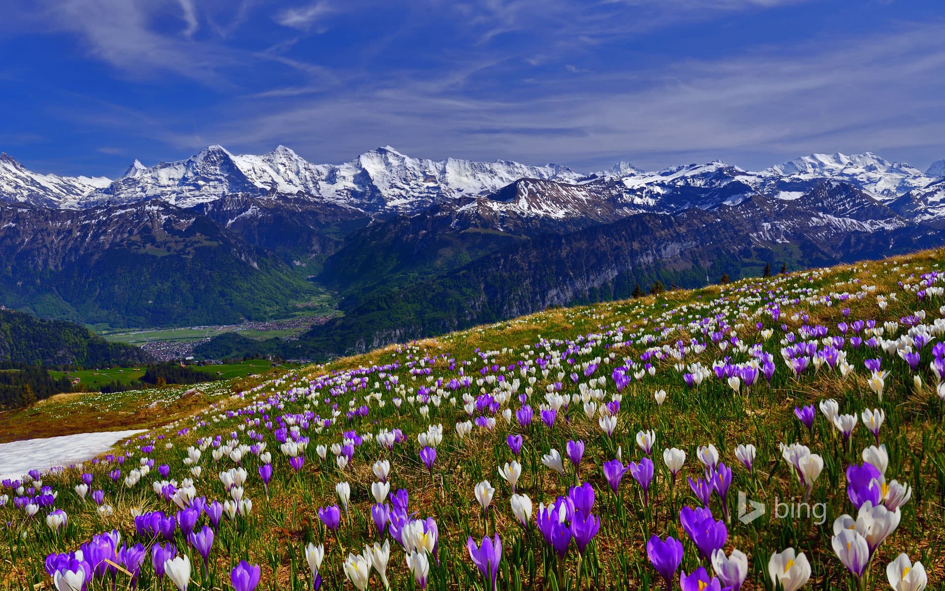 Bing Wallpaper: Early blooming crocus