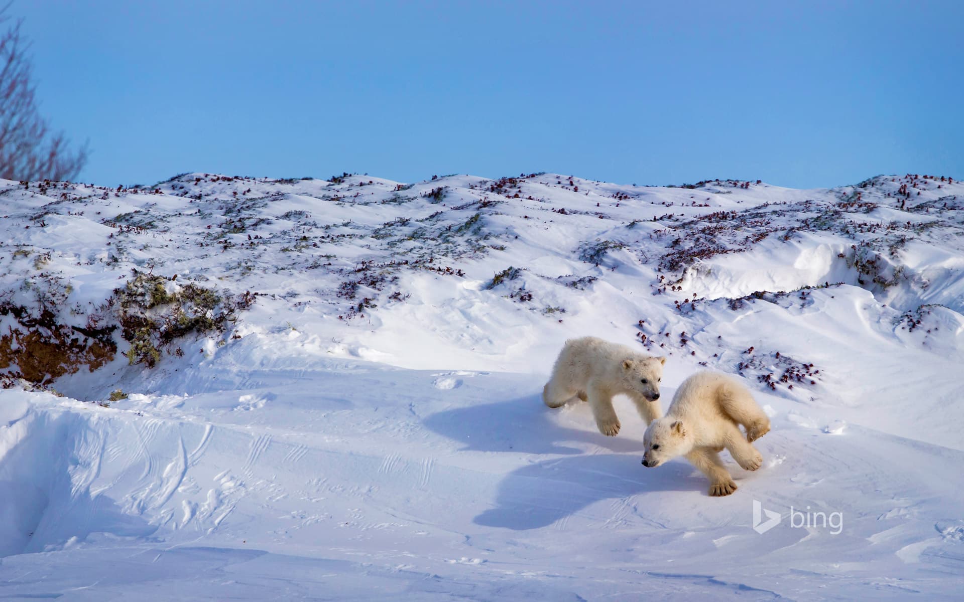 Bing Wallpaper: Polar bear cubs playing, Hudson Bay, Canada