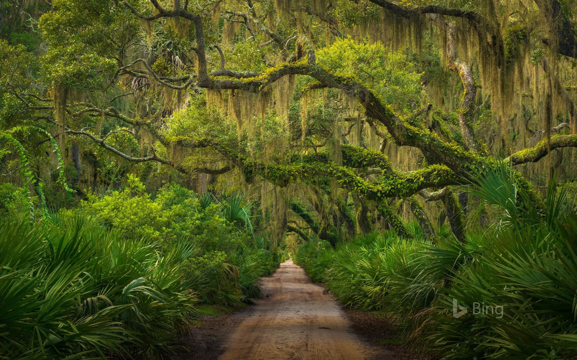 Bing Wallpaper: Maritime forest on Cumberland Island, Georgia