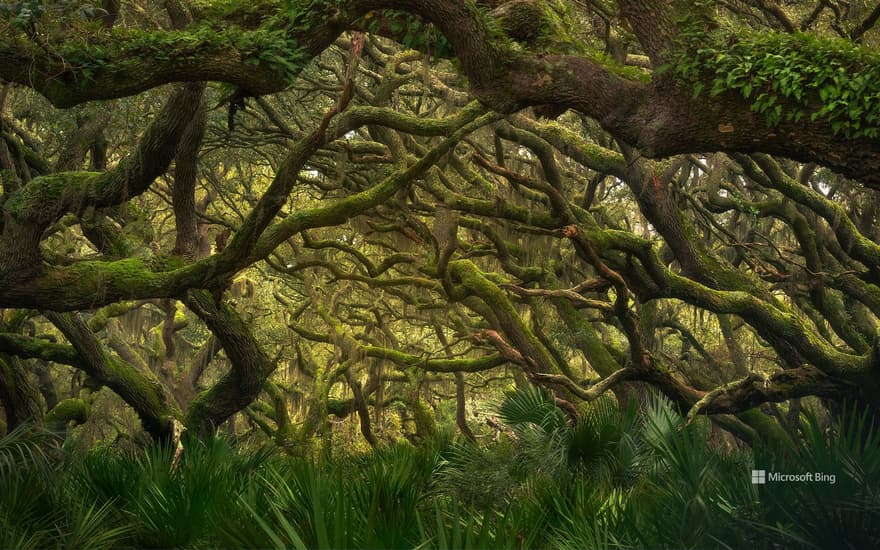 Maritime forest in Cumberland Island National Seashore, Georgia