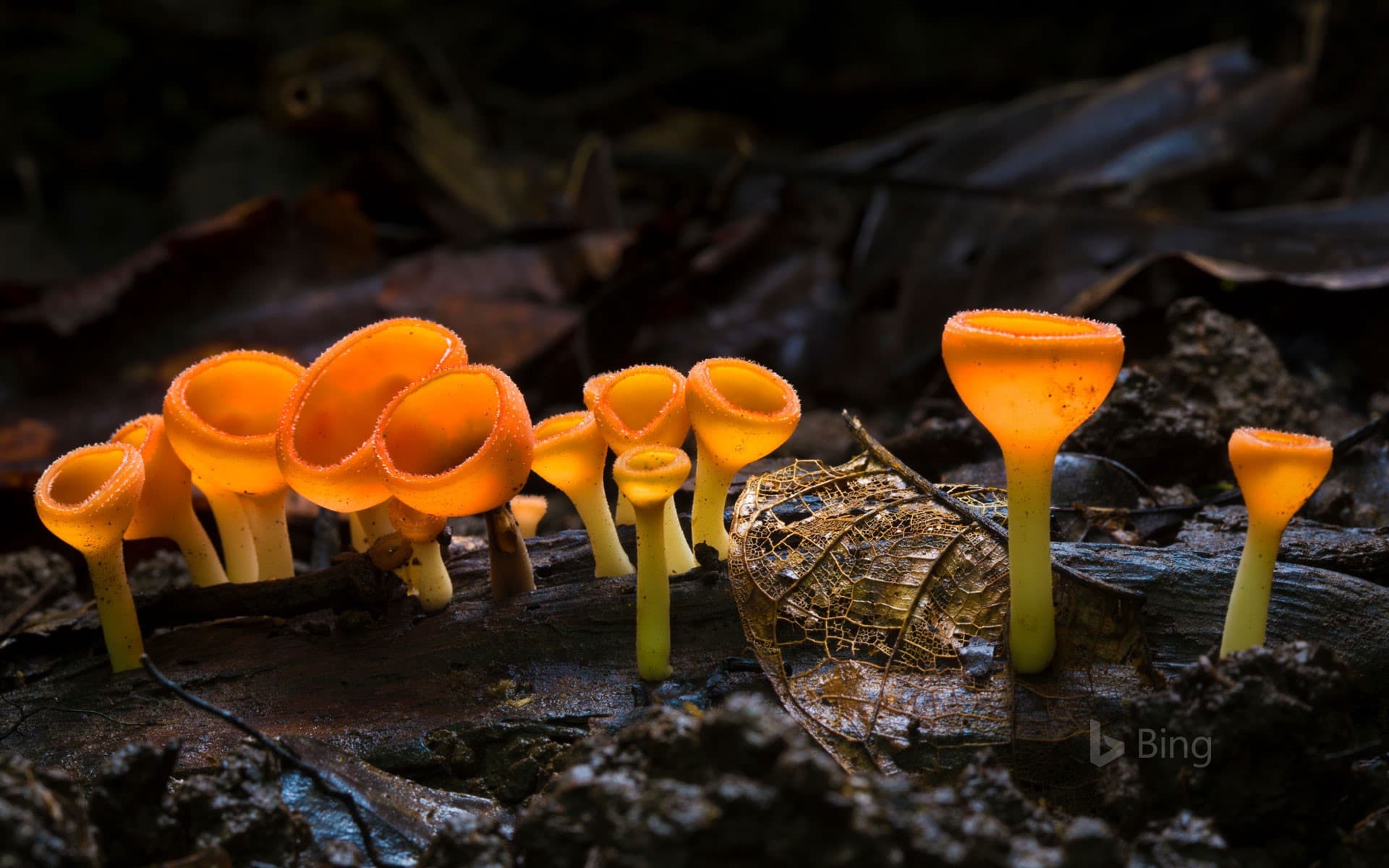 Bing Wallpaper: Cup fungus in Corcovado National Park, Costa Rica