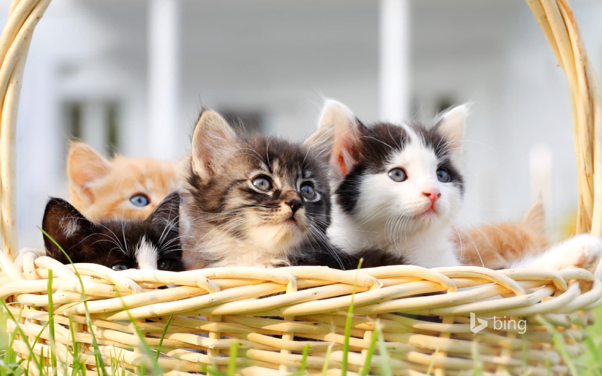 Bing Wallpaper: Kittens in a basket