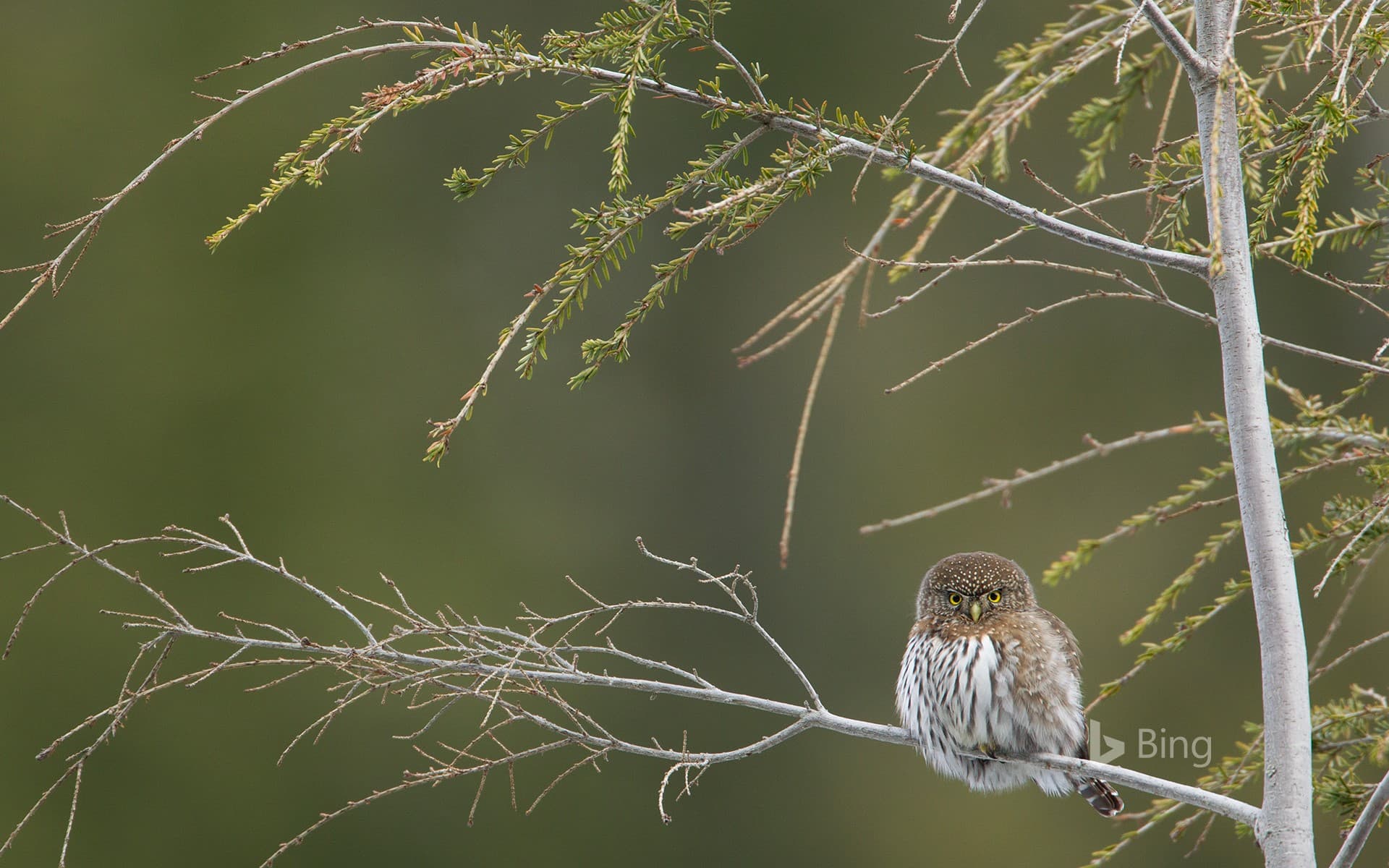 Bing Wallpaper: Northern pygmy owl,  Cypress Mountain, British Columbia, Canada