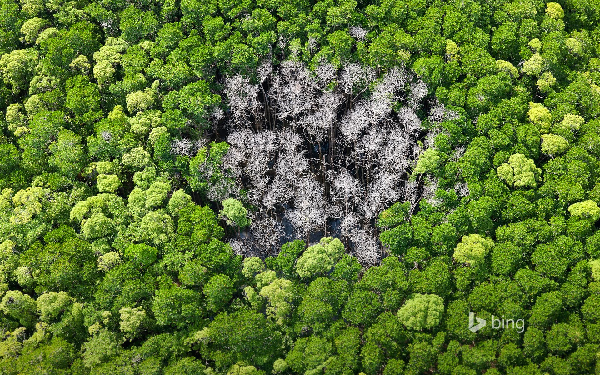 Bing Wallpaper: Rainforest trees burned by lightning in Daintree National Park, Far North Queensland, Australia