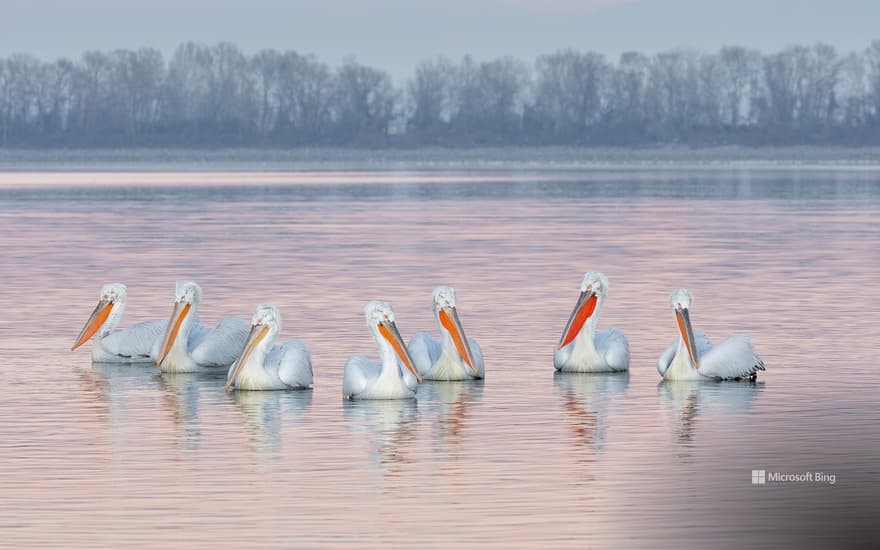 Bing Wallpaper: Dalmatian pelicans, Lake Kerkini, Greece