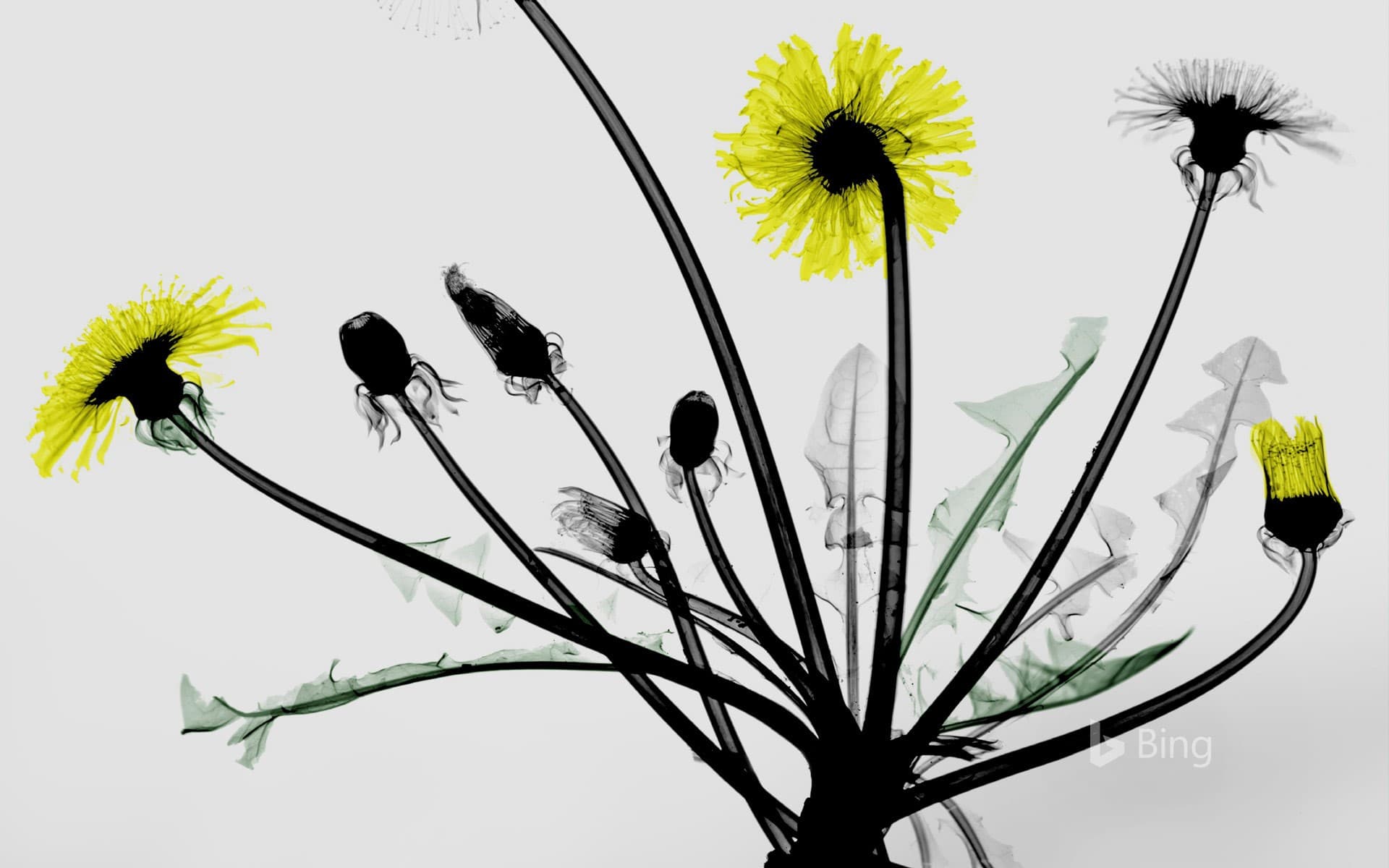 Bing Wallpaper: Colored X-ray of dandelion flowers