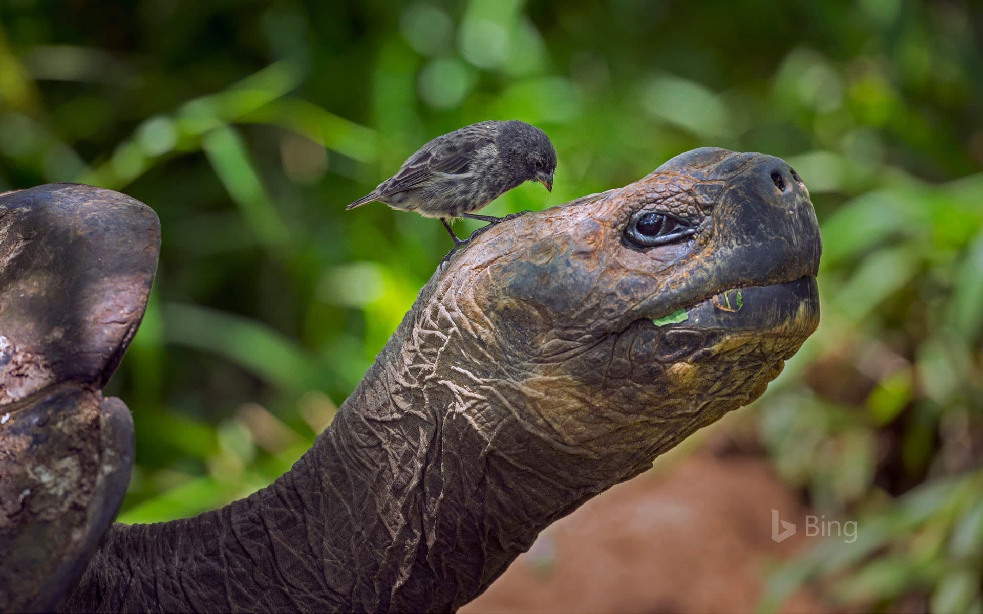 Bing Wallpaper: Darwin's finch on a giant tortoise, Isabela Island, Galápagos, Ecuador