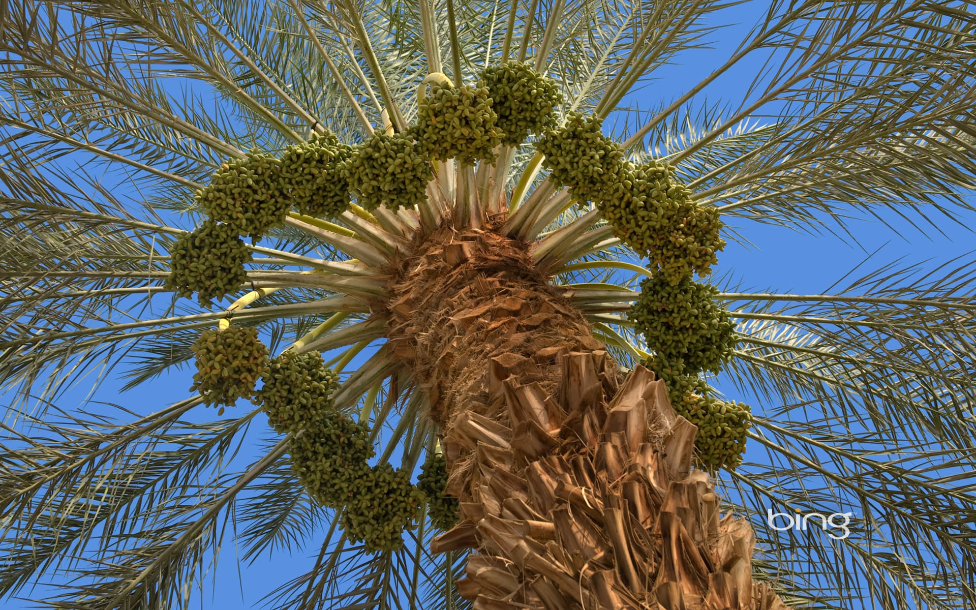 Bing Wallpaper: Fruiting date palm tree